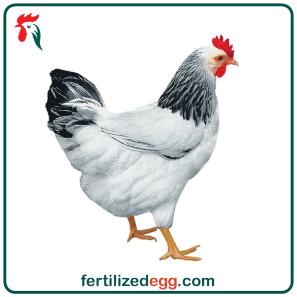 تخم نطفه دار مرغ سافکس ساسکس 